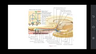 Olfactory Nerve PPT [upl. by Ogilvy]