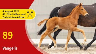 49th Verden Elite Foal OnLiveAuction Aug 4th No 89 Vangelis by Vitalis  Bordeaux [upl. by Ainitsirhc]