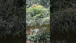 Mee tree  මී ගස  Madhuca longifolia  medicinal plant  green  nature [upl. by Ioj172]