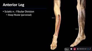 Sensory Nerves of the Lower Limb [upl. by Rednaeel]