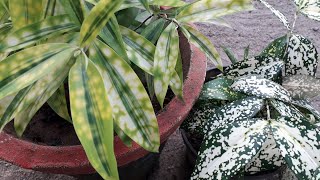 Dracaena surculosaGold dust dracaena plant care in malayalam [upl. by Yendys571]