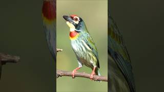 Coppersmith Barbet [upl. by Meehyrb]