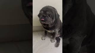 Sahi kaha na 🤪 comedy funny doglover youtubeshorts dog pug shorts news viralshorts [upl. by Anwad]