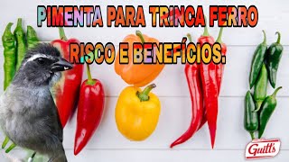 PIMENTA PARA TRINCA FERRO RISCO E BENEFÍCIOS [upl. by Nylodam]