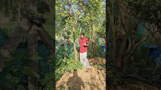 Sandalwood Farming harshavardhan harshavardhankannada [upl. by Musser]