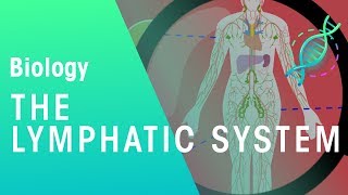 The Lymphatic System  Health  Biology  FuseSchool [upl. by Anirual]