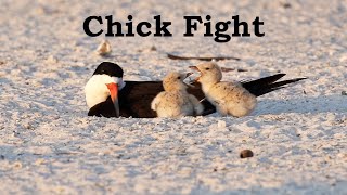 Chick Fight [upl. by Atoiyanap389]