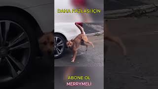 Drift Atan Kediler  Cat Drift  Sizce de kediler iyi yanlamıyor mu  eğlence komedi [upl. by Eilahtan]