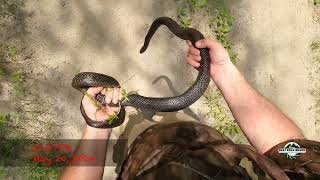 Ratsnake Encounters amp Road Rescues [upl. by Yand883]