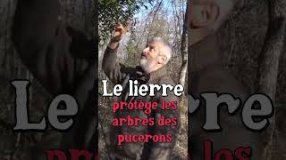 Lierre et Pucerons Hervé Covès jardin [upl. by Aleek]