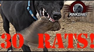 Mink and Dogs DESTROY 30 RATS [upl. by Ambros885]