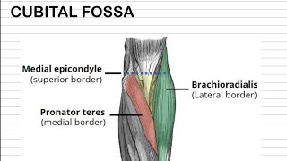 CUBITAL fossa anatomy  SAQ 3 or 5 marks [upl. by Marvel]