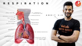 Human Respiratory System ANIMATED Class 10th  Life Processes Class 10 Science Biology  CBSE 2024 [upl. by Loleta260]