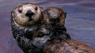 Why Sea Otters Hold Hands amp Wrap Pups in Seaweed [upl. by Frymire933]