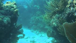 Looe Key Reef Resort Dive amp Snorkel Center in Looe Key Florida Keys  a Conch Records video [upl. by Pantin524]