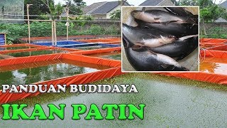 PANDUAN BUDIDAYA IKAN PATIN DI KOLAM TERPAL [upl. by Oberg]