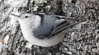 Whitebreasted Nuthatch song and call [upl. by Ginny]