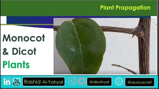 Plant Propagation  Exploring amp Differentiating between Monocot vs Dicot Plants [upl. by Loralyn]