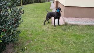 German shorthaired pointer goes for the ball GSP [upl. by Susejedesoj]