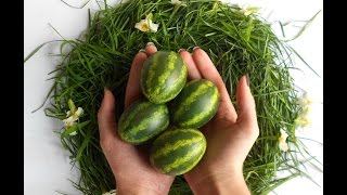 Coloring Easter Eggswatermelon Farbanje jajalubenica [upl. by Akirdnwahs]