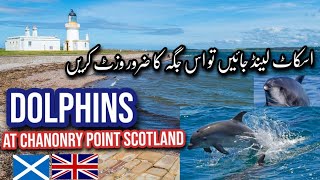 Dolphins In Scotland at Chanonry Point  Travel Vlog London to Scotland [upl. by Kcirreg693]