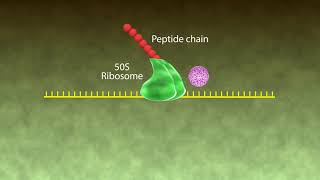 Mechanism of Action Macrolides [upl. by Attirb458]