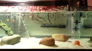 DIY NoPump Bubbles in Aquarium [upl. by Kado]