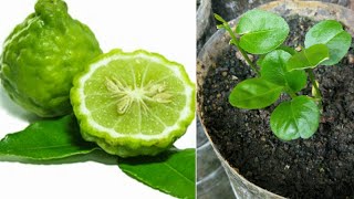 How to grow kaffir lime simple  my agriculture [upl. by Yttisahc]