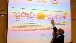 BIOLOGICAL CHEMISTRISTY PART 1 MONOSACCHARIDES amp DISACCHARIDES by Professor Fink [upl. by Hagile]