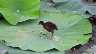 Common Gallinule Chick [upl. by Petit740]