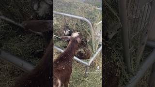 Goats LOVE to eat goat babygoats goatfarm littlegoat tinyanimals minigoat tinygoat arizona [upl. by Eicyal]