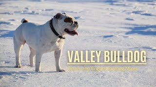 Unveiling The Mystery Of The Valley Bulldog  Boxer and English Bulldog Mixes [upl. by Greenwell]