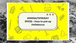 EP236  How to pot up Helleborus 5minutefriday [upl. by Pallas]