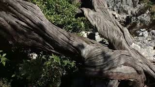 SARDEGNA  Trekking verso la leggendaria TISCALI [upl. by Otreblasiul]