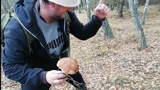 ZDRADZAMY GRZYBOWE MIEJSCÓWKI 2112023 boletus edulis grzyby 2024 [upl. by Lorens]