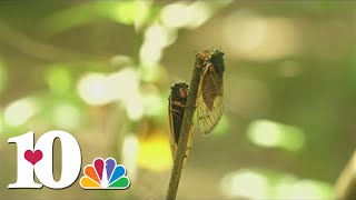 Where are the cicadas in East Tennessee [upl. by Hewe473]