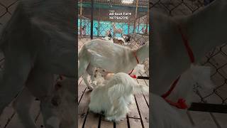 AD Goat Farm Uttan  Home Breed Bantam Goats [upl. by Coke482]