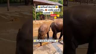 Rosa Batiththi Mangala Denex ytshorts short trending Song Tiktok shortvideo Elephant 🤓😂 [upl. by Hy796]