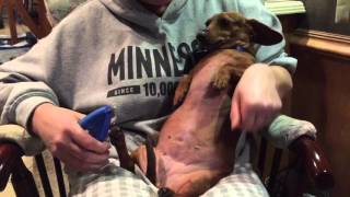 Dachshund being a chicken while getting nails clipped [upl. by Jed846]