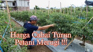 Harga Cabai di Probolinggo Turun Drastis [upl. by Seligmann]