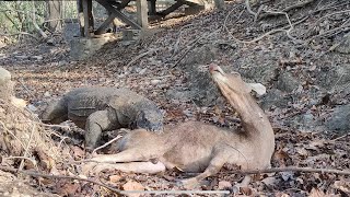 How Komodo Hunts Wild Deer Komodo Information [upl. by Anil333]