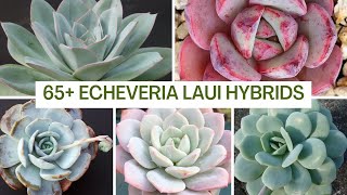 97 Echeveria laui HYBRIDS  MOODY BLOOMS [upl. by Volin]