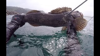 Oregon Coast Spearfishing Lingcod [upl. by Yuria]