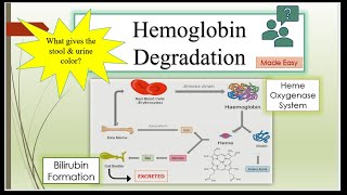 Hemoglobin Degradation Bilirubin Formation amp Excretion explained easily [upl. by Cir]