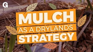 Mulch as a Drylands Strategy [upl. by Tenaej249]