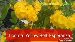 NO130 How to care Tecoma stans EsperanzaYellow Bells with no careHindiUrdu [upl. by Willem424]