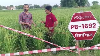 Agrostar company ka 1692 paddy seed agrostar farming viralvideo [upl. by Ahseekal]