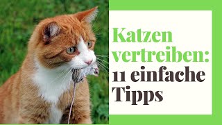 11 Wege Katzen vertreiben aus dem Garten praktische Tipps [upl. by Wilmette]