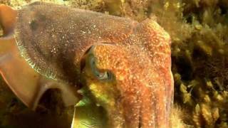 Australian Giant Cuttlefish Sepia apama  Riesensepia 2 [upl. by Rexferd]