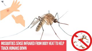 Mosquitoes sense infrared from body heat to help track humans down [upl. by Ettenrahc]